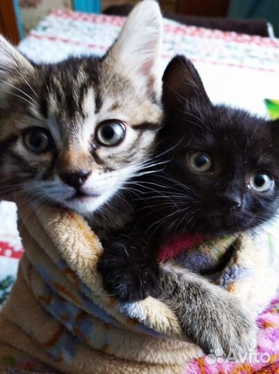 Кошачьи малыши