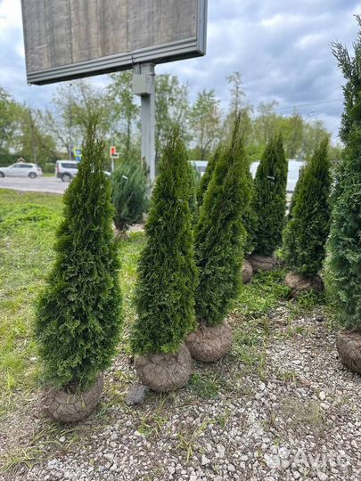Туи Смарагд 200-220см. Все размеры в наличии