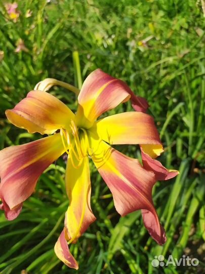 Лилейники сортовые