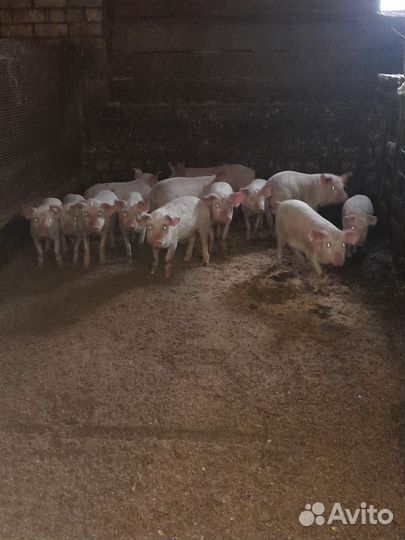 Поросята Русские белые сальные