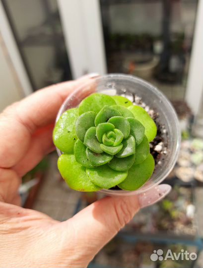 Эониумы, эхеверии