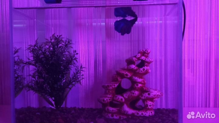 Аквариум с рыбкой петушок