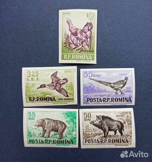 Румыния 1956 Фауна медведь кабан фазан утка глухар