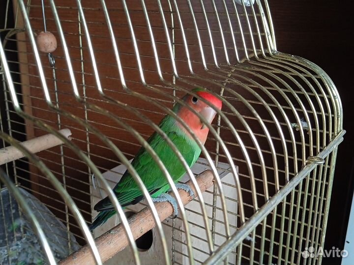 Неразлучник попугай