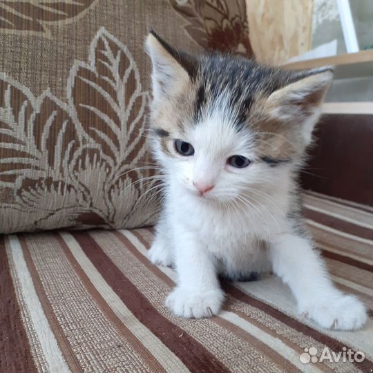 Котята в добрые руки бесплатно