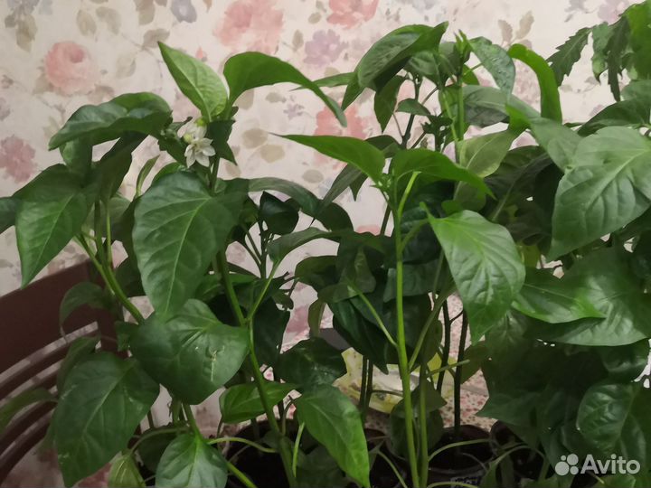 Помидоры, перцы, кабачки выращены с любовью. 45 р