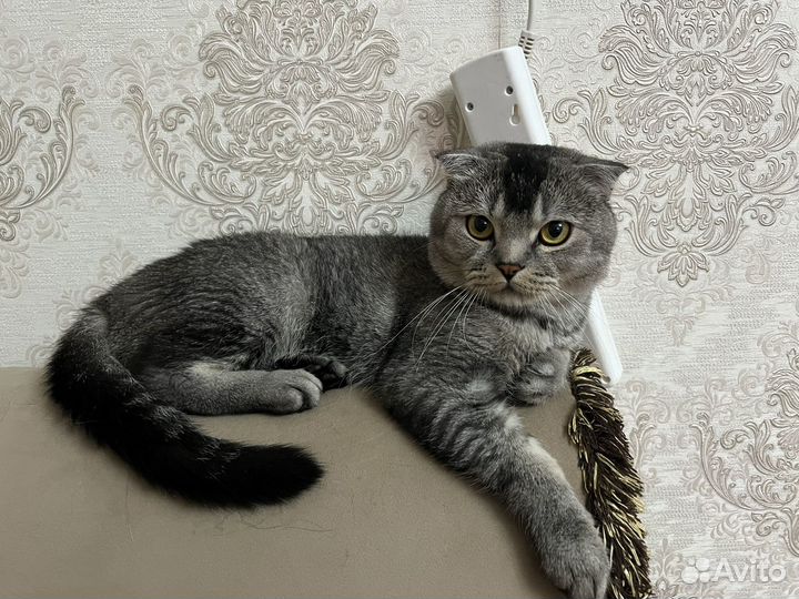 Британский вислоухий кот