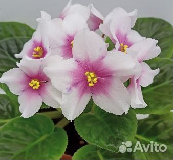 Фиалки сортовые