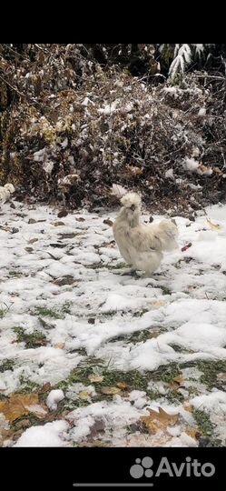 Петушки шелки