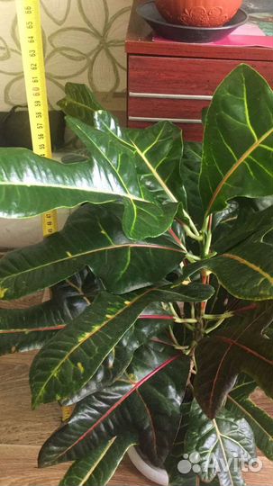 Кодиеум кротон