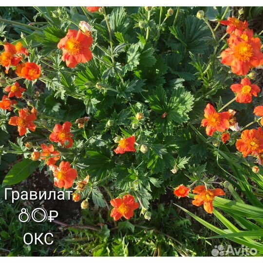 Примула гравилат овсяница и др. многолетники