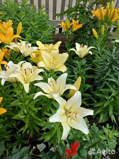 Луковицы лилий