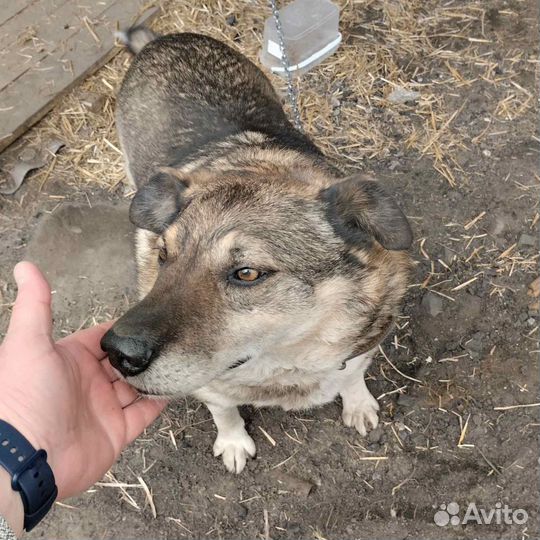 Собака в добрые руки