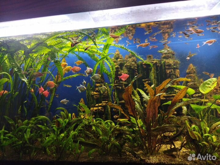 Аквариум
