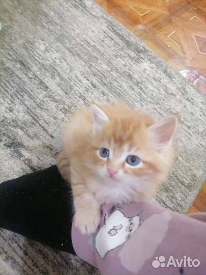 Кошка в дар бесплатно