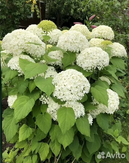 Гортензия саженцы