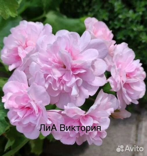 Пеларгония герань сортовая