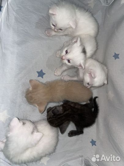 Котеночки в добрые руки