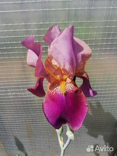 Ирисы бородатые