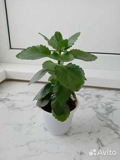 Каланхоэ, Каландива, комнатные цветы