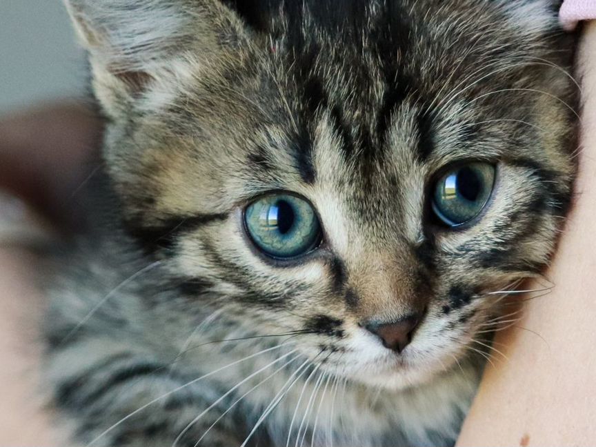 Котенок Сева в дар бесплатно