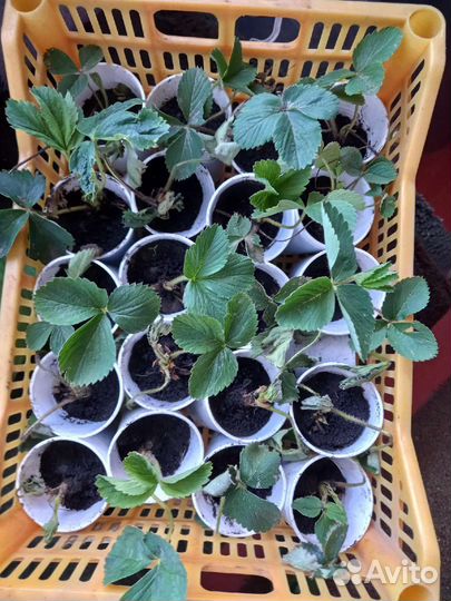 Рассада клубники