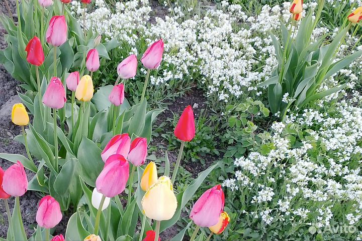 Арабис белый и розовый