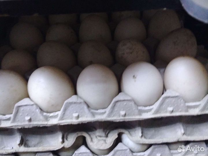 Утиные яйца гусиные яйца цесариные яйца