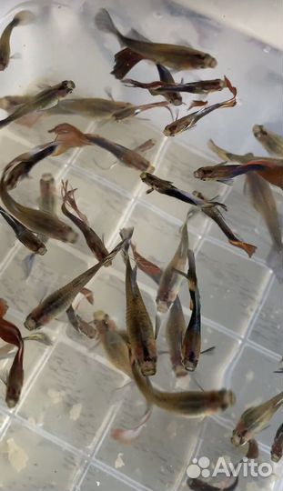 Мальки гуппи