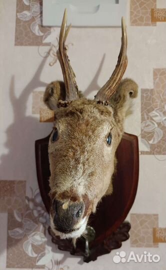 Чучело головы оленя