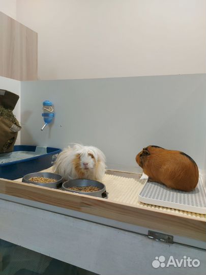 Морская свинка 2 штуки с клеткой