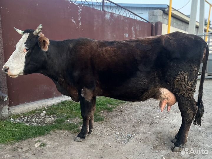 Корова дойная с теленком