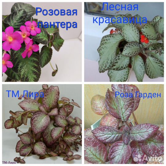 Эписция