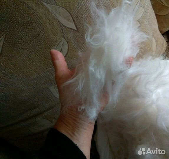 Пух ангорских кроликов