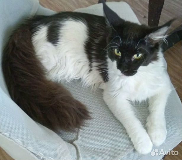 Кошечки, котики Мейн-кун