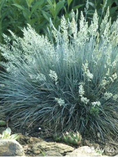 Растения для сада