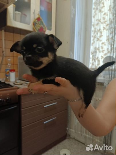 Чихуахуа мини девочка