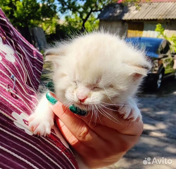 Кошка котята