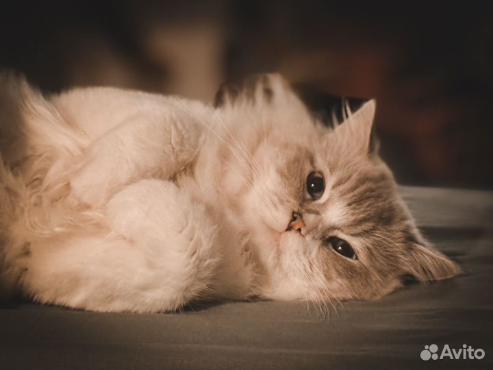 Кот Рэгдолл