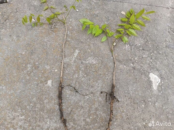 Глициния из семян