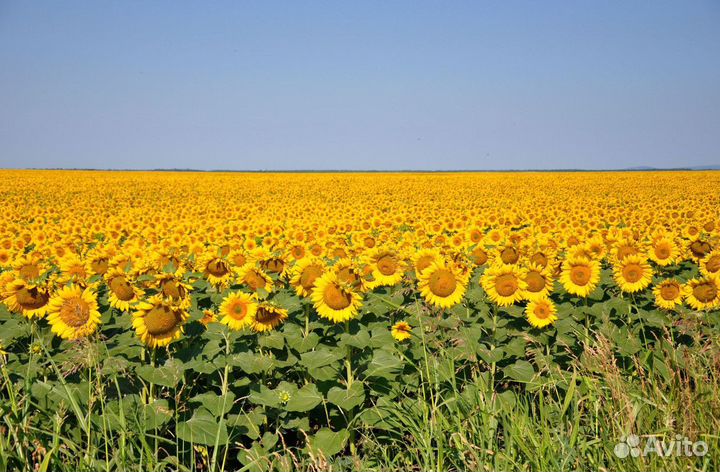 Семена подсолнечника Санмарин - 410 в наличии