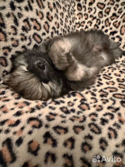 Померанские шпицы