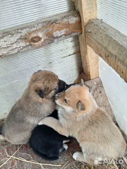 Маленькие собачки щенята в добрые руки,3 мальчика