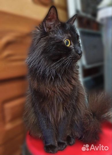 Кошка в дар