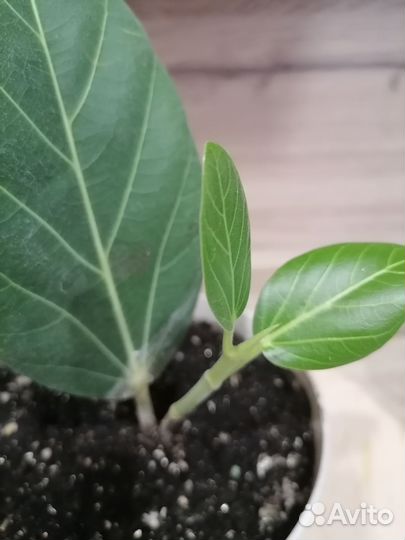 Фикус Одри (Андрей)