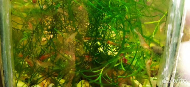 Аквариумные креветки