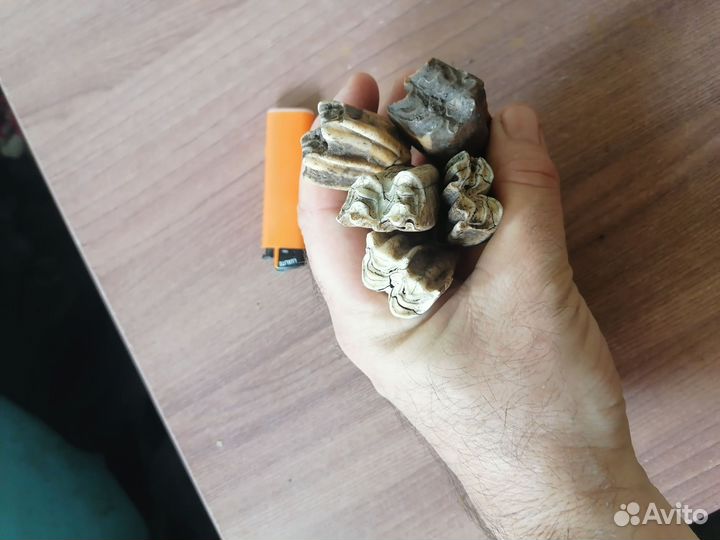 Зубы животных