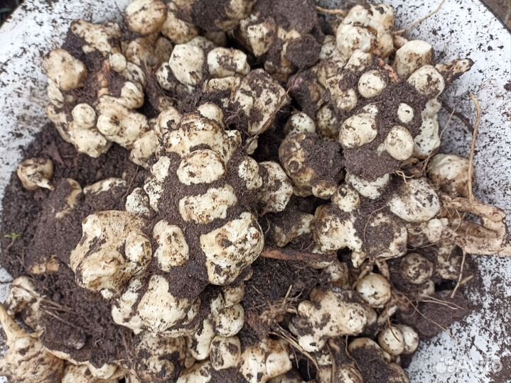 Топинамбур