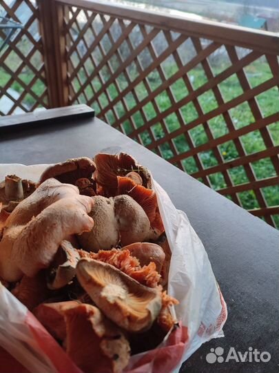 Грибы рыжики свежие