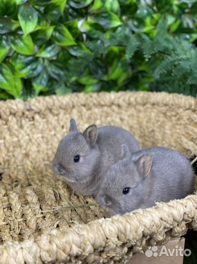 Менор малыши